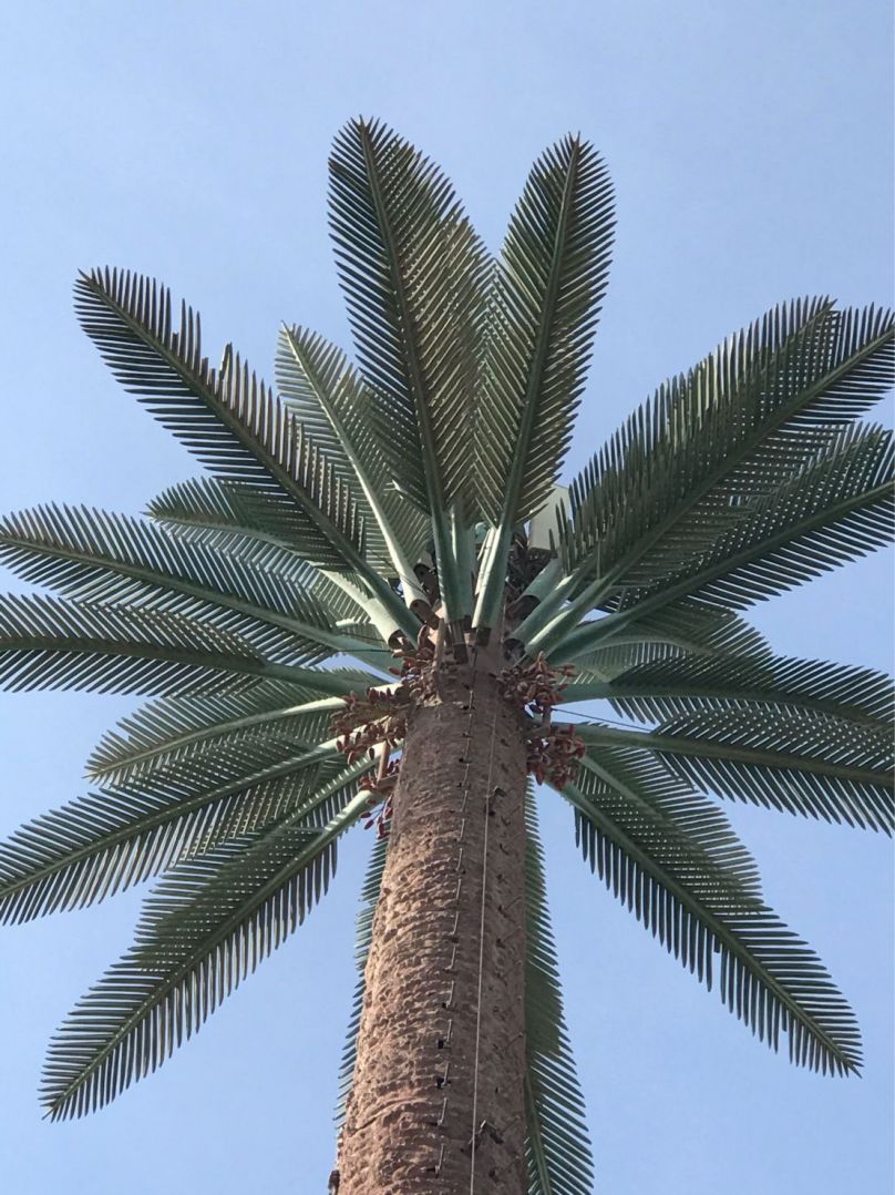 Tour de palmier camouflée à Oman